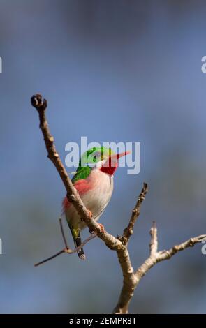 Cuban Tody, Todus multicolore, adulte unique, perché sur la branche, Cuba Banque D'Images