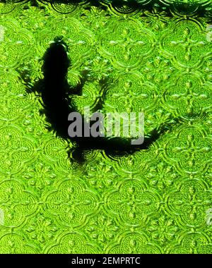 Un silhoueté de lézard sur une fenêtre en verre teinté vert, Pushka, Inde Banque D'Images