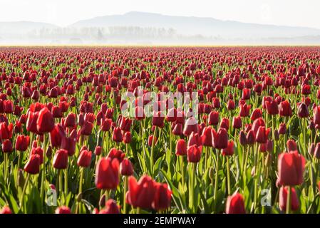 Champ de tulipes rouges sur un matin de la vallée de Skagit brumeux Dans l'État de Washington occidental Banque D'Images