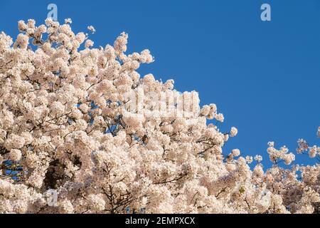 Masse de cerisiers en fleurs de Yoshino contre un ciel bleu de Springtime Banque D'Images