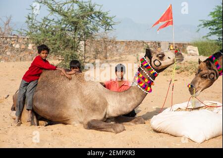 Trois garçons s'assoient à côté et sur les chameaux de leur famille à la Foire de Pouchkar Camel, en Inde Banque D'Images