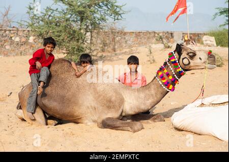 Trois garçons s'assoient à côté et sur les chameaux de leur famille à la Foire de Pouchkar Camel, en Inde Banque D'Images