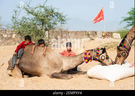 Trois garçons s'assoient à côté et sur les chameaux de leur famille à la Foire de Pouchkar Camel, en Inde Banque D'Images