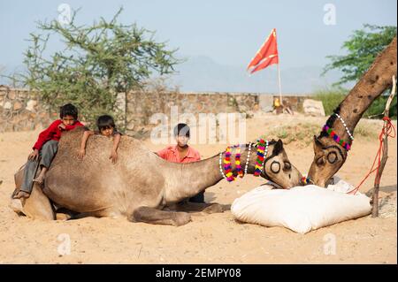 Trois garçons s'assoient à côté et sur les chameaux de leur famille à la Foire de Pouchkar Camel, en Inde Banque D'Images