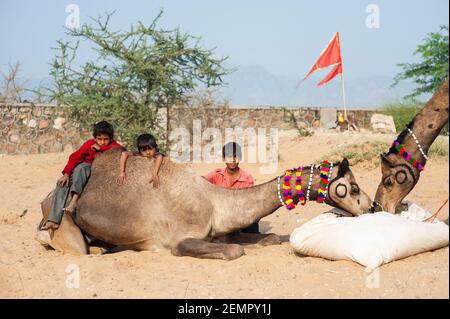 Trois garçons s'assoient à côté et sur les chameaux de leur famille à la Foire de Pouchkar Camel, en Inde Banque D'Images