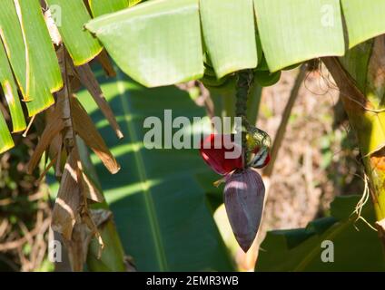 Pic vert cubain, Xiphidiopicus percussus, femelle adulte unique se nourrissant de fleurs de banane, Cuba Banque D'Images