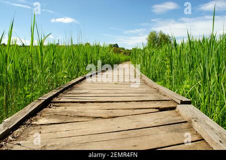 Passerelle traversant les épaissis denses. Chemin à travers un parc d'été vert. Passerelle en bois, chemin dans une végétation dense. Épaissir l'herbe. Concept de voyage Banque D'Images