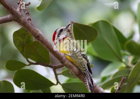 Pic vert cubain, Xiphidiopicus percussus, femelle adulte unique perchée sur la branche, Cuba Banque D'Images