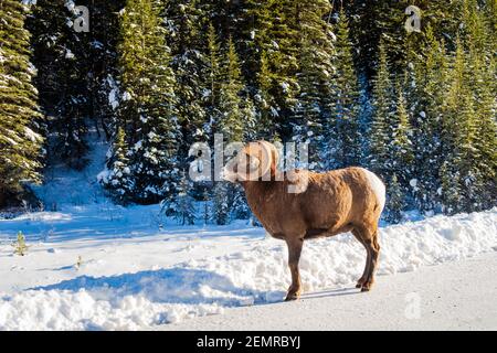 Magnifique mouflon d'Amérique marchant sur une route enneigée dans le parc national Banff, Canada Banque D'Images