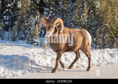 Magnifique mouflon d'Amérique marchant sur une route enneigée dans le parc national Banff, Canada Banque D'Images