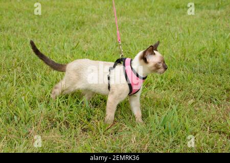 Vue latérale d'un beau jeune chat siamois sur un aventure en plein air dans le harnais en herbe verte Banque D'Images