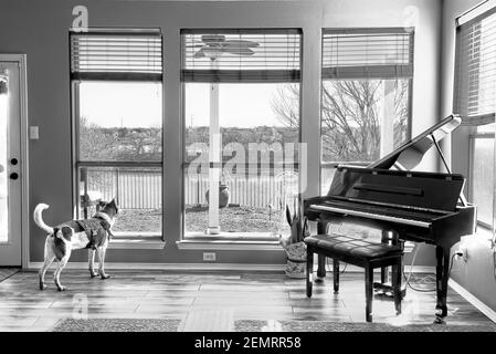 Chien vue sur la fenêtre au lac en noir et blanc. Banque D'Images