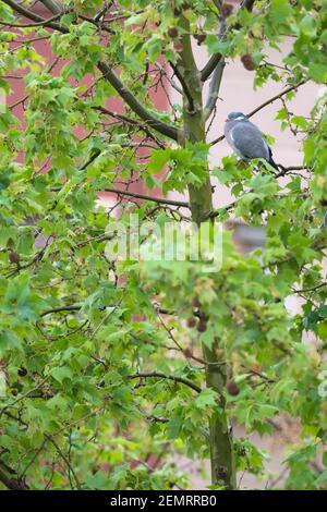 Pigeon commun (Columba palumbus) perché sur un plan hybride (Platanus × hispanica). Barcelone. Catalogne. Espagne. Banque D'Images