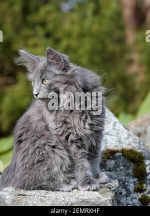 Chaton de chat de la forêt norvégienne âgé de quatre mois en plein air dans le jardin Banque D'Images