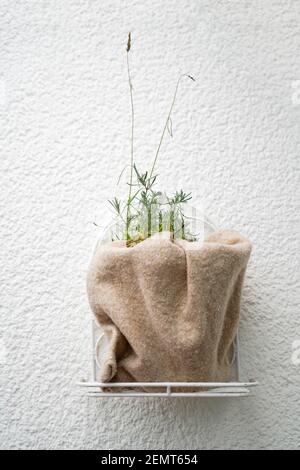 Une plante de lavande dans un pot de fleur a été enveloppée de polaire épaisse. Il ne peut donc pas geler et il reste à l'extérieur dans l'air frais en hiver et n'a pas besoin Banque D'Images