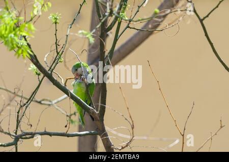 Monk Parakeet (Myiopsitta monachus) coupant une branche pour la construction de nids. Barcelone. Catalogne. Espagne. Banque D'Images