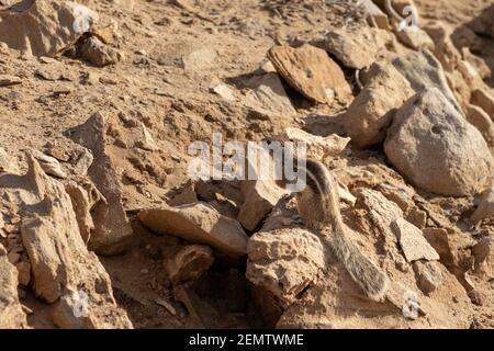 Écureuil de Barbarie dans les îles Canaries, Fuerteventura, Espagne. Belle petite créature. Banque D'Images