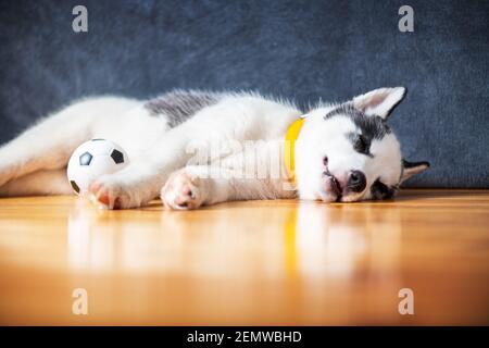 Un petit chien blanc chiot race husky sibérien avec de beaux yeux bleus repose sur un sol en bois avec un jouet de balle. Photographie de chiens et d'animaux de compagnie Banque D'Images