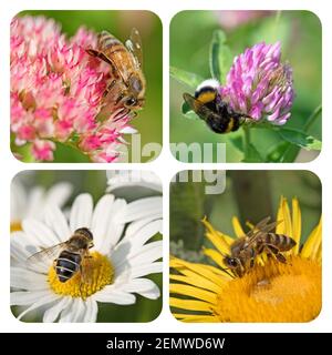 Abeilles et bourdons sur des fleurs dans un collage Banque D'Images