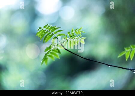 Gros plan vue sur la nature des feuilles vertes sur les branches de printemps sur un arrière-plan flou en forêt. CopySpace faire en utilisant comme plantes vertes naturelles et toile de fond écologique Banque D'Images