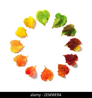 Les feuilles multicolores sont harmonieusement disposées dans un cercle de couleur comme une horloge isolée sur fond blanc. Le concept des saisons changeantes Banque D'Images