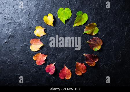 Les feuilles multicolores sont harmonieusement disposées dans un cercle de couleur comme une horloge sur fond noir. Le concept des saisons changeantes Banque D'Images