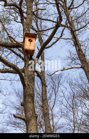 Boîte à ponte en bois. Nichoirs pour hiboux sur chêne. Un nid de chouette. Protection des espèces d'oiseaux menacées. Banque D'Images