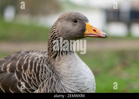 Gros plan sur une tête de belle bernache graylag marchant sur le trottoir. Gros oiseau à motif brun dans le parc à la recherche de nourriture, le plus grand et le plus bulkion Banque D'Images