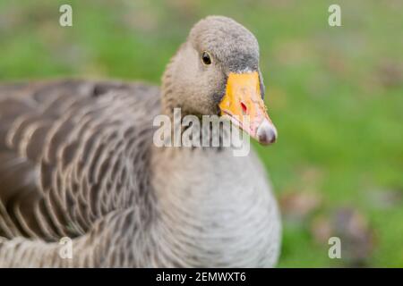 Gros plan sur une tête de belle bernache graylag marchant sur le trottoir. Gros oiseau à motif brun dans le parc à la recherche de nourriture, le plus grand et le plus bulkion Banque D'Images