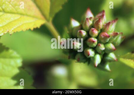 Macro de fleurs d'écorce avec des feuilles vertes Banque D'Images