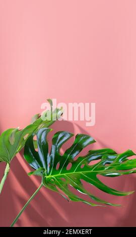 Grande feuille de Monstera fraîche, plante de fromage suisse tropicale sur fond de couleur corail. Banque D'Images