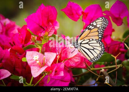 Papillon monarque (Danaus plexippus) en gros plan sur un bougainvilliers rose et rouge Banque D'Images