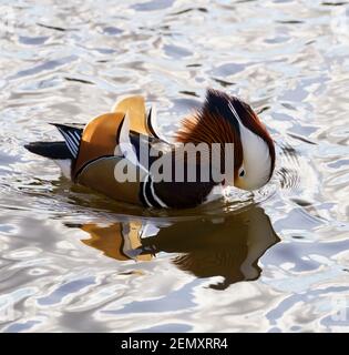 Résident invité - un canard mandarin drake sur la rivière Tweed à Kelso, en Écosse, en février. Un exemple unique dans un troupeau de canards colverts. Banque D'Images