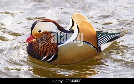 Résident invité - un canard mandarin drake sur la rivière Tweed à Kelso, en Écosse, en février. Un exemple unique dans un troupeau de canards colverts. Banque D'Images