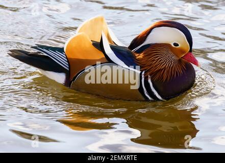 Résident invité - un canard mandarin drake sur la rivière Tweed à Kelso, en Écosse, en février. Un exemple unique dans un troupeau de canards colverts. Banque D'Images