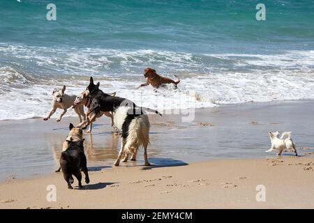 Chiens jouant sur la plage d'Otama dans le Coromandel à New Île du Nord de la Zélande Banque D'Images