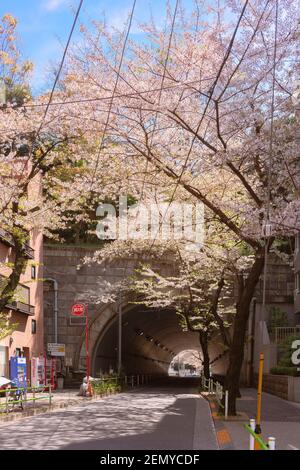 tokyo, japon - avril 06 2020 : tunnel entouré de cerisiers en fleurs menant au plus haut mont de Tokyo, le Mont ATAGO célèbre pour son Steep stai Banque D'Images