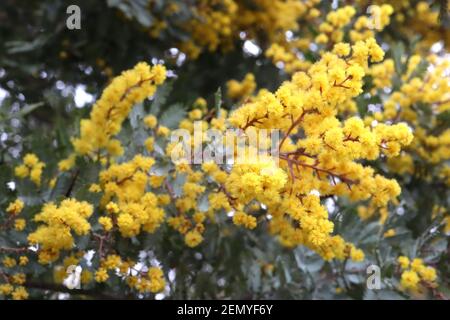 Acacia huisleyana ‘Purpurea’ Cootamundra arroge - grappes de fleurs rondes molletonnées avec des tiges rouges et des feuilles de plumes, février, Angleterre, Royaume-Uni Banque D'Images