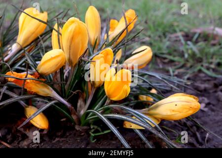 Crocus chrysanthus ‘Golden’ Crocus doré – fleurs jaunes avec stries marron foncé, février, Angleterre, Royaume-Uni Banque D'Images