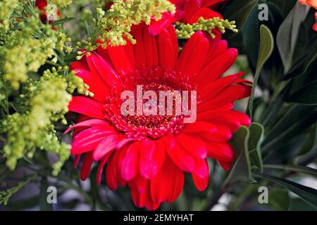Bouquet de pâquerettes rouges Gerbera avec verdure Banque D'Images