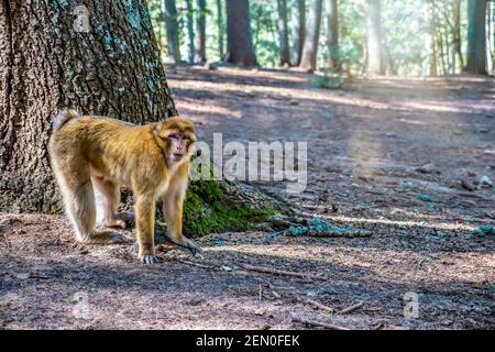 Un macaque de Barbarie (Macaca sylvanus) à la base d'un grand cèdre dans la forêt de Cèdre Gouraud, dans les montagnes du Moyen Atlas, au Maroc. Banque D'Images