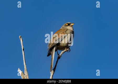 Junco à l'œil jaune, Junco phaeonotus, dans le terrain de camping du centre-ville de Reef, montagnes Huachuca, forêt nationale de Coronado, Arizona, États-Unis Banque D'Images