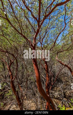 Pointleaf Manzanita, Arctostaphylos pungens, dans la région sauvage de Miller Creek des montagnes Huachuca, forêt nationale de Coronado, Arizona, États-Unis Banque D'Images