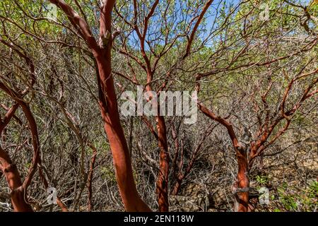 Pointleaf Manzanita, Arctostaphylos pungens, dans la région sauvage de Miller Creek des montagnes Huachuca, forêt nationale de Coronado, Arizona, États-Unis Banque D'Images