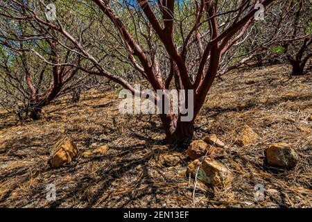 Pointleaf Manzanita, Arctostaphylos pungens, dans la région sauvage de Miller Creek des montagnes Huachuca, forêt nationale de Coronado, Arizona, États-Unis Banque D'Images