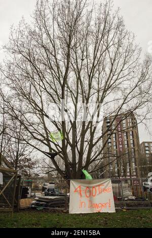 Wandsworth, Londres, Royaume-Uni, 22 février 2021. Wandsworth, Londres, Royaume-Uni; 22 février 2021: Trois activistes ont gravi dans la nuit un peuplier noir de 100 ans dans les jardins de York, à Battersea, afin de le sauver de l'abattage. L'arbre devait être coupé pour faire place à un nouveau câble électrique, qui faisait partie du programme de régénération du logement local. Les protecteurs d'arbre et leurs partisans croient que le câble aurait pu être détourné pour épargner l'arbre. Alan McInnes, de Taylor Wimpey Homes, déclare que les planificateurs et le Conseil ont essayé « toute autre conception possible » avant de décider de tomber Banque D'Images