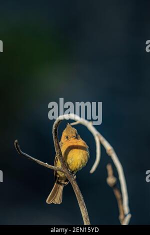 Moucherolle touffeté, Mitrephanes phaeocercus, un visiteur mexicain rare près du terrain de camping de Reef Townsite dans les montagnes Huachuca, la forêt nationale de Coronado, Banque D'Images