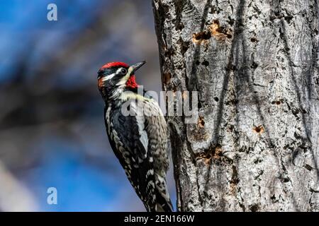 Sapsucker à lanières rouges, roubrifions de Cardellina, forant des trous dans un arbre dans les montagnes de Huachuca, forêt nationale de Coronado, Arizona, États-Unis Banque D'Images