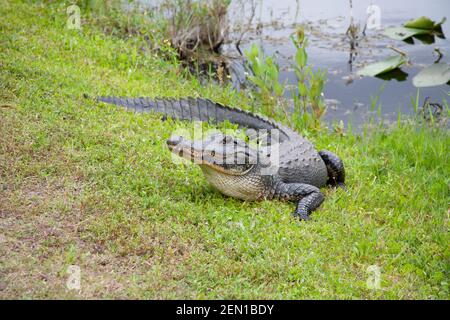 Alligator Au soleil Banque D'Images