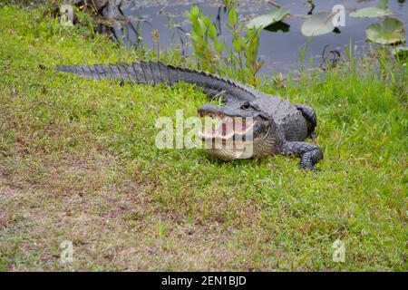 American Alligator Basking in the Sun avec bouche ouverte Banque D'Images